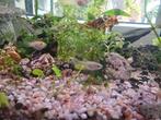 Baby Guppies, Dieren en Toebehoren, Vissen | Aquariumvissen, Zoetwatervis, Schoolvis