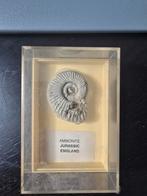Ammonite Jurassic England, Ophalen of Verzenden, Gebruikt