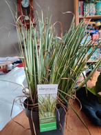 Acorus gramineus, Tuin en Terras, Planten | Tuinplanten, Ophalen of Verzenden, Overige soorten, Volle zon