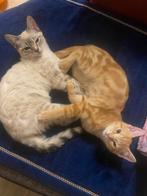 Oranje Bengal mix Kitten zoekt gouden mandje, Dieren en Toebehoren, Katten en Kittens | Overige Katten, Kater