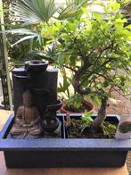 Bonsai Zelkova. Boeddha Buddha stromende waterval nieuw., In pot, Minder dan 100 cm, Bonsai, Groene kamerplant