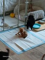 Nestje hele lieve Chihuahua/Pomeriaan pups, Dieren en Toebehoren, Honden | Chihuahua's en Gezelschapshonden, 8 tot 15 weken, Meerdere