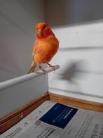 Rode kanarieman te koop, Dieren en Toebehoren, Mannelijk, Kleurkanarie