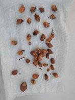 Afrikaanse reuzenslakken, Overige soorten