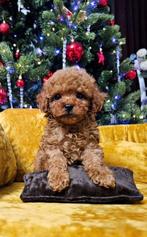 Prachtige toy poedel puppy, Poedel, Rabiës (hondsdolheid), 8 tot 15 weken, Teef