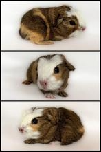 Lemonagouti-crème-wit engelsgekruind zeugje, Cavia, Vrouwelijk, Tam, Oktober