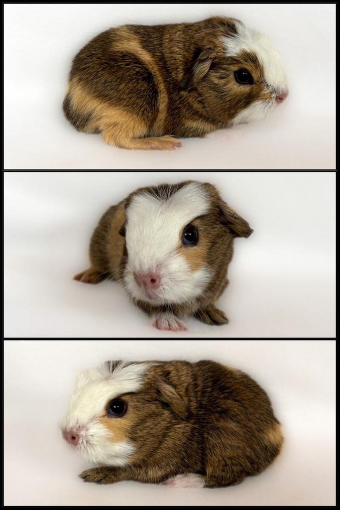 Lemonagouti-crème-wit engelsgekruind zeugje, Dieren en Toebehoren, Knaagdieren, Vrouwelijk, Cavia, Oktober, Tam