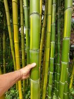 Bamboe Phyllostachys  Vivax sp.en vele soorten Fargesia., Bloeit niet, Halfschaduw, 100 tot 250 cm, Overige soorten
