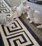 British langhaar, Dieren en Toebehoren, Katten en Kittens | Raskatten | Langhaar, Meerdere dieren, Ontwormd, 0 tot 2 jaar
