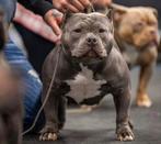 American pocket bully puppy's, Dieren en Toebehoren, Honden | Bulldogs, Pinschers en Molossers, Rabiës (hondsdolheid), Overige rassen