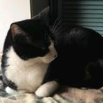 Leuke kater, Dieren en Toebehoren, Kater