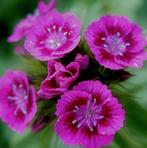 Biologische Duizendschoon Donker Roze Zaden, Ophalen of Verzenden, Volle zon