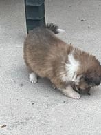 sheltie puppy enkel teefje beschikbaar, Particulier, Rabiës (hondsdolheid), 8 tot 15 weken, Teef
