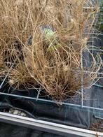 Siergras ‘little bunny’, Tuin en Terras, Planten | Tuinplanten, Ophalen, Siergrassen, Volle zon