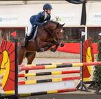 Te koop gezond springpaard en gezocht een stalhulp, Dieren en Toebehoren, Paarden, Merrie, Springpaard, B, Gechipt