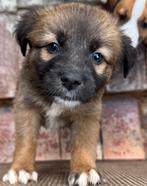 Deze lieverds zoeken allemaal een gouden mandje, Dieren en Toebehoren, Honden | Niet-rashonden, Particulier, Rabiës (hondsdolheid)