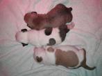 Amerikaanse stafford puppys!, Dieren en Toebehoren, Honden | Jack Russells en Terriërs, 8 tot 15 weken, American Staffordshire Terriër