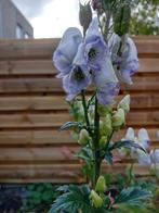 zaden blauw wit monnikskap Aconitum (vast), Verzenden, Najaar, Halfschaduw, Zaad