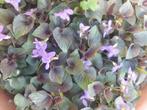 Viooltje, vaste plant, Vaste plant, Halfschaduw, Lente, Ophalen
