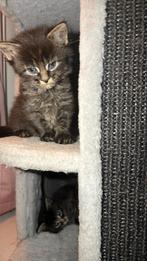 Mooie Main Coon kittens, Meerdere dieren, Gechipt, 0 tot 2 jaar