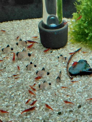 Jonge corydoras panda 6 stuks beschikbaar voor biedingen