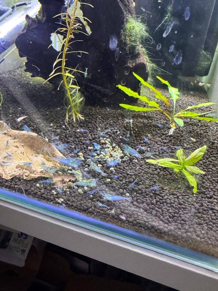 Blue Jelly garnalen, Dieren en Toebehoren, Kreeft, Krab of Garnaal