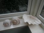 3 Schelpen, w.o. doopvontschelp, Ophalen of Verzenden, Schelp(en)