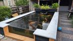 6 Koi karpers, Dieren en Toebehoren, Vissen | Vijvervissen, Karper of Koi
