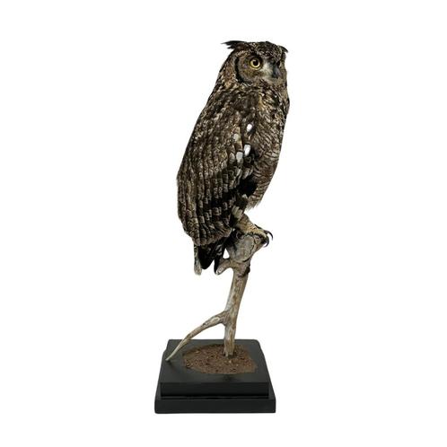 DIVERSE PRACHTIGE OPGEZETTE VOGELS TE KOOP!!!, Verzamelen, Dierenverzamelingen, Nieuw, Opgezet dier, Vogel, Ophalen of Verzenden