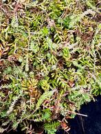 Sedum stek, Tuin en Terras, Planten | Tuinplanten, Ophalen, Zomer, Volle zon