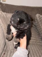 Pomeriaan pup, Dieren en Toebehoren, Reu, 8 tot 15 weken, Eén hond, Nederland