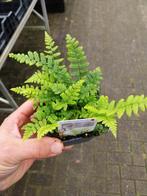 Diverse soorten Varens, Tuin en Terras, Planten | Tuinplanten, Ophalen, Vaste plant, Varens, Bloeit niet