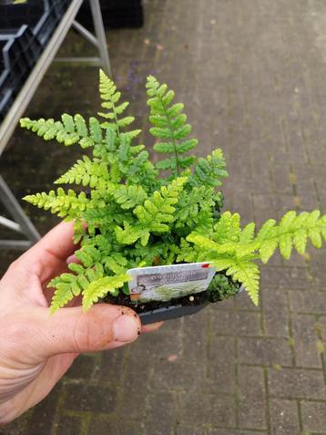 Diverse soorten Varens beschikbaar voor biedingen