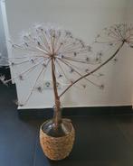 Berenklauwen in glazen vaas (3sruk), Huis en Inrichting, Woonaccessoires | Droogbloemen, Ophalen, Zo goed als nieuw