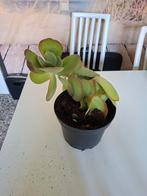 Kalanchoe thyrsiflora Red Lips, Huis en Inrichting, Kamerplanten, Ophalen of Verzenden, Vetplant, Minder dan 100 cm