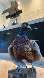 Opgezette fazant, Ophalen, Zo goed als nieuw, Vogel, Opgezet dier