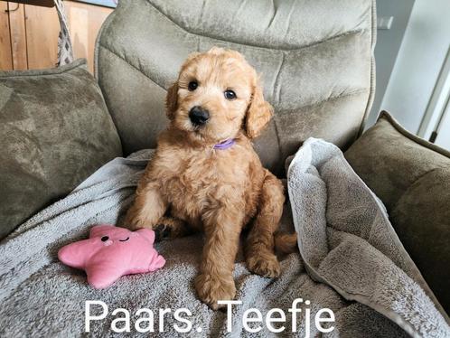 Super mooie en lieve Labradoodle pups, Dieren en Toebehoren, Honden | Retrievers, Spaniëls en Waterhonden, Meerdere dieren, Overige rassen