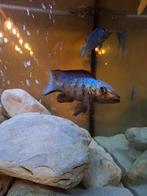 Rostatus koppel, Vis