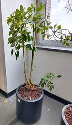 Grote kamer plant schefflera op hydrocultuur in pot, Ophalen, Overige soorten, Halfschaduw, In pot