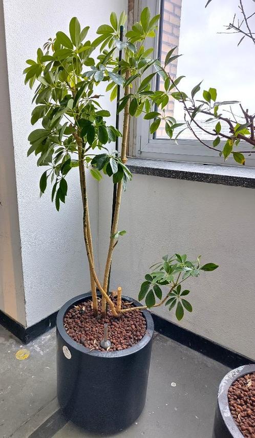 Grote kamer plant schefflera op hydrocultuur in pot, Huis en Inrichting, Kamerplanten, Overige soorten, 150 tot 200 cm, Groene kamerplant