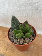 Adromischus Marianiae, Vetplant, Succulent, Stek, Kamerplant, Huis en Inrichting, Kamerplanten, Ophalen of Verzenden, Halfschaduw