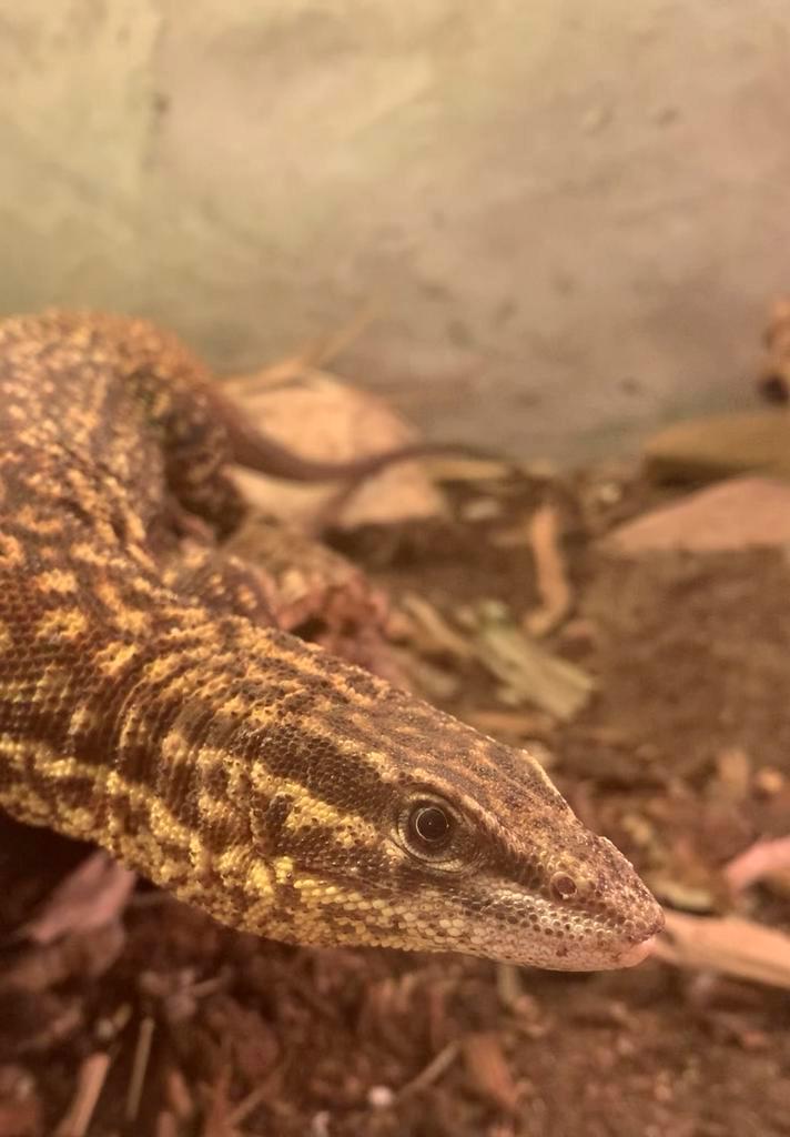 1.0 stekelstaart varaan, Dieren en Toebehoren, Reptielen en Amfibieën, Hagedis, 3 tot 6 jaar, Met terrarium, Tam