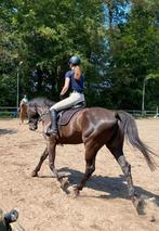 Bijrijder aangeboden, Dieren en Toebehoren, Ophalen, Nieuw, Recreatie