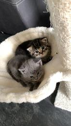 Kittens Brits korthaar, Dieren en Toebehoren, Katten en Kittens | Raskatten | Korthaar, Meerdere dieren