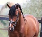Zeer gave barokke pre andalusier cruzado hengst, Dieren en Toebehoren, Paarden, B, Dressuurpaard, Hengst, 3 tot 6 jaar