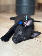 Herder VEO PUP ZWART Reutje werkhonden met FCI Stamboom, Dieren en Toebehoren, CDV (hondenziekte), 8 tot 15 weken, Meerdere, Meerdere dieren