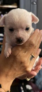 Te koop aangeboden, Dieren en Toebehoren, Honden | Chihuahua's en Gezelschapshonden, CDV (hondenziekte), 8 tot 15 weken, Meerdere
