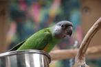 Jonge Baby Bonte Boeren | Getest | Nieuwsgierig | Handtam, Meerdere dieren, Papegaai, Pratend
