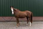 Lieve en brave d-pony, B, 11 jaar of ouder, Recreatiepony, D pony (1.37m tot 1.48m)