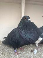 Koppel bastaard, Meerdere dieren, Kropper